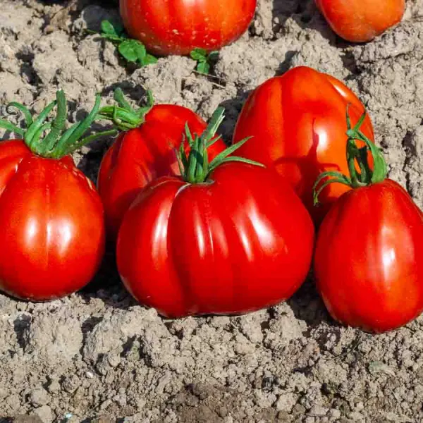 Potagères - Tomate Corazon HF1 - Graines d'Exception - face recto