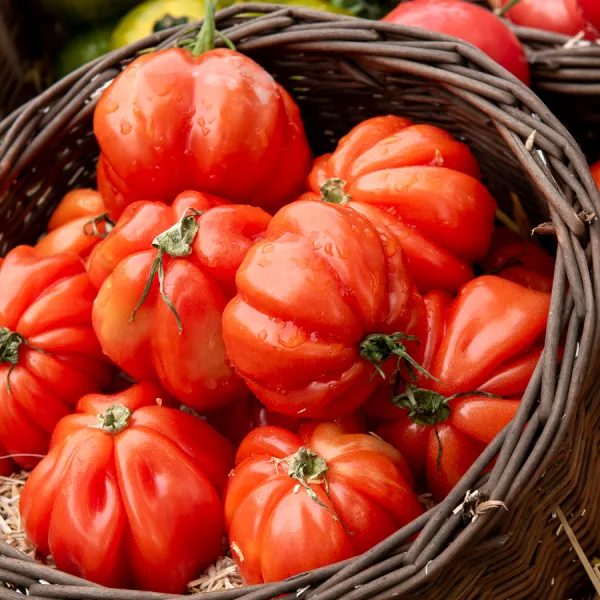 Potagères - Tomate Lanterna F1 - Graines d'Exception - face recto