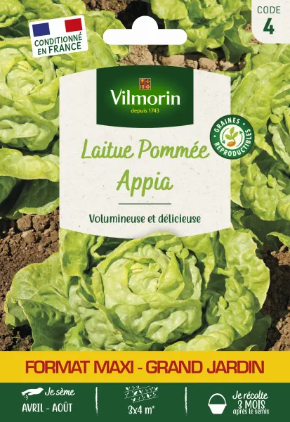 Potagères - Laitue Pommée Appia - Grand Modèle - face recto