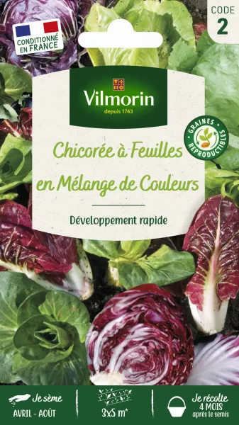 Potagères - Chicorée à Feuilles en mélange - face recto