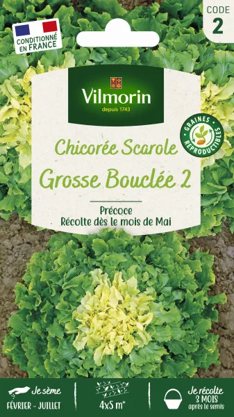 Potagères - Chicorée Scarole Grosse Bouclée 2 - PACKAGING_RECTO