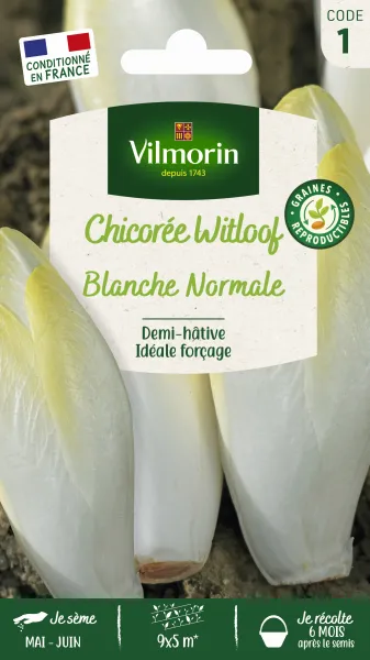 Potagères - Chicorée Witloof (endive) Blanche Normale - face recto