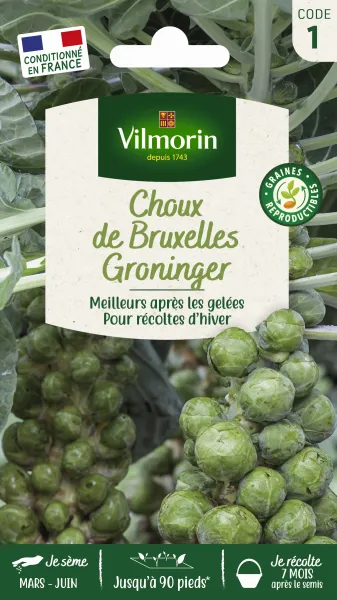 Potagères - Choux de Bruxelles Groninger - face recto