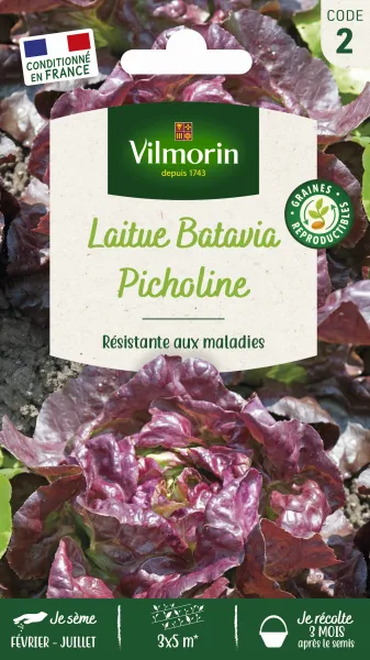 Potagères - Laitue Picholine - face recto