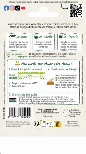 Potagères - Chicorée Witloof (endive) Blanche Normale - MEDIA_PACKAGING_VERSO