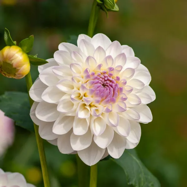 Bulbes à fleurs à planter au printemps - Dahlia pompon Eveline (x1) - face recto