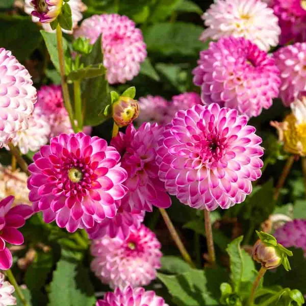 Bulbes à fleurs à planter au printemps - Dahlia Décoratif nain Pink Isa (x1) - face recto