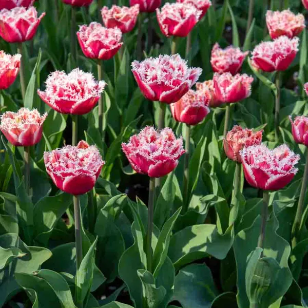 Bulbes à fleurs à planter à l'automne - Tulipe Brest (x8) - face recto