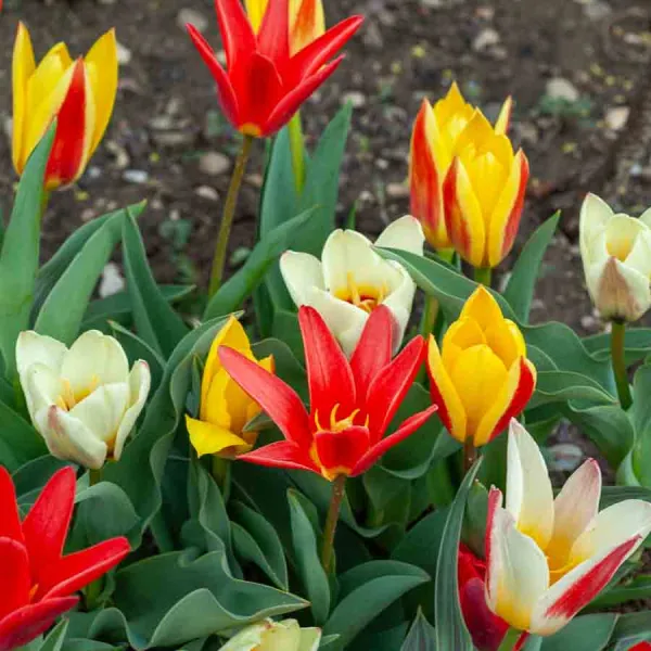 Bulbes à fleurs à planter à l'automne - Tulipe Kaufmannia Selection en Mélange (x8) - face recto