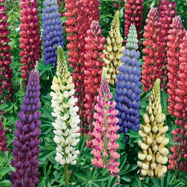 Bulbes à fleurs à planter au printemps - Lupin en Mélange (x5) - face recto