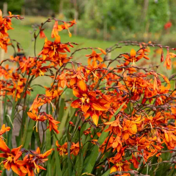 Bulbes à fleurs à planter au printemps - Montbrétia Crocosmia Emily McKenzie (x10) - face recto
