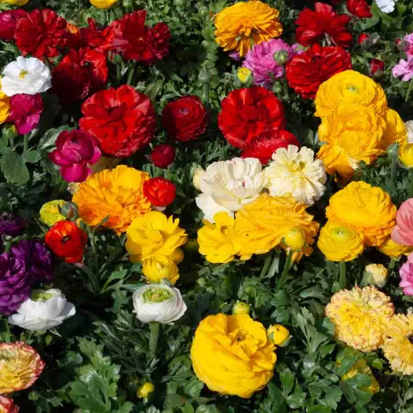 Bulbes à fleurs à planter au printemps - Renoncule en Mélange (x15) - face recto