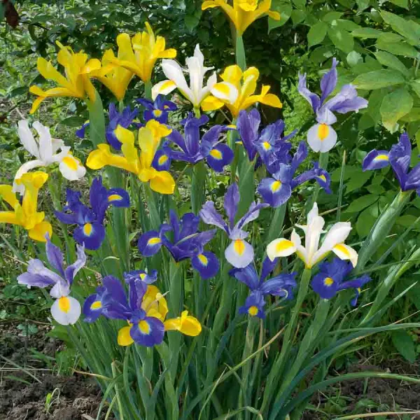 Bulbes à fleurs à planter au printemps - Iris de Hollande en Mélange (x15) - face recto