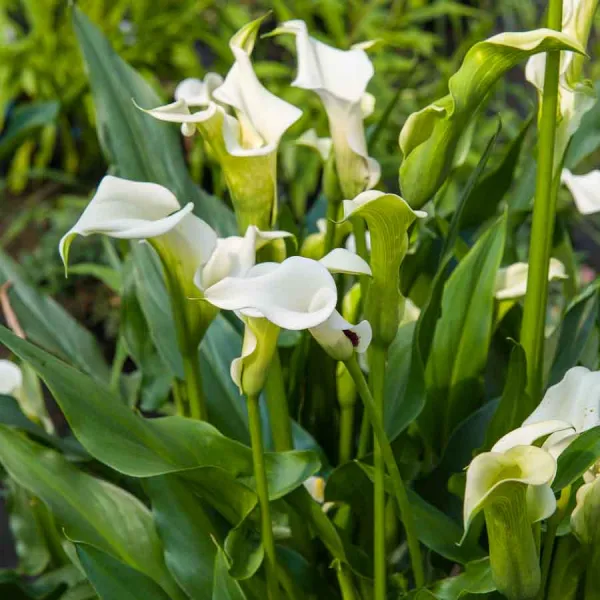 Bulbes à fleurs à planter au printemps - Arum Zantedeschia Albomaculata (x1) - face recto