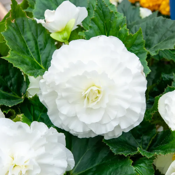 Bulbes à fleurs à planter au printemps - Bégonia Grande fleur blanc (x3) - face recto