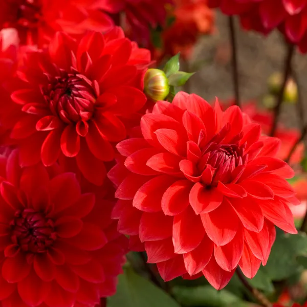 Bulbes à fleurs à planter au printemps - Dahlia Décoratif nain Heatwave (x1) - face recto