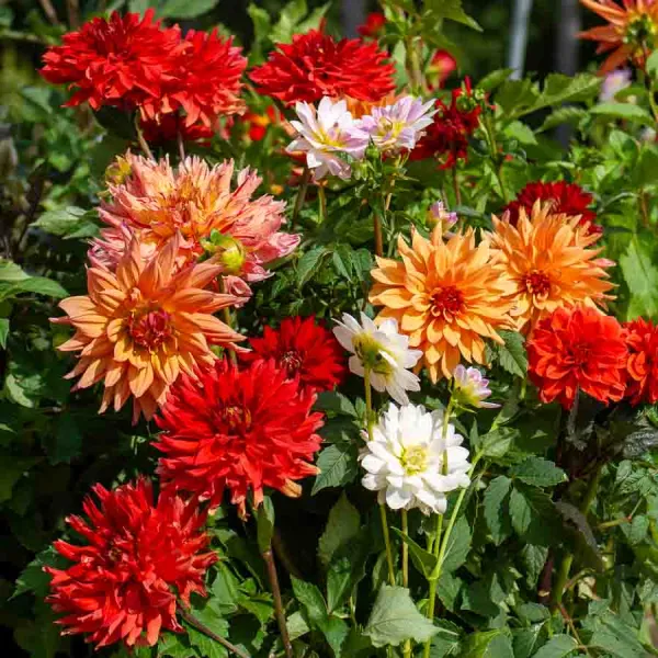 Bulbes à fleurs à planter au printemps - Dahlia décoratif en Mélange (x5) - face recto