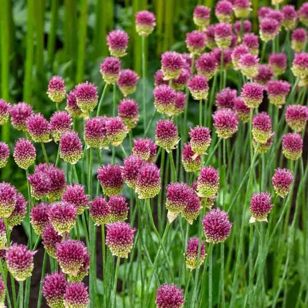 Bulbes à fleurs à planter à l'automne - Allium Sphaerocephalon (x30) - face recto