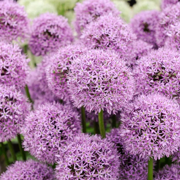 Bulbes à fleurs à planter à l'automne - Allium Gladiator - face recto