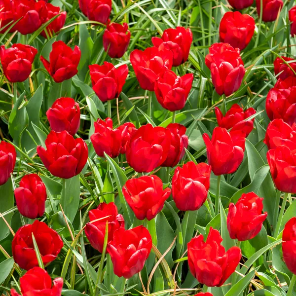 Bulbes à fleurs à planter à l'automne - Tulipe Triomphe Seadov - face recto