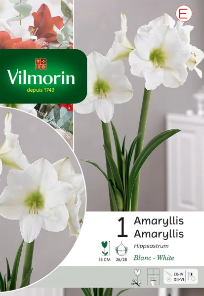 Bulbes à fleurs à planter à l'automne - Amaryllis Hippeastrum Blanc (x1) - PACKAGING_RECTO