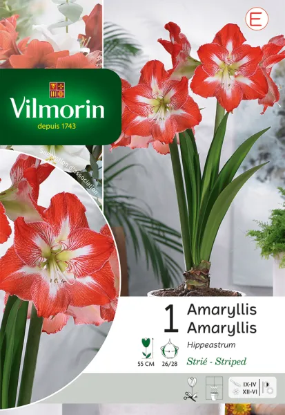 Bulbes à fleurs à planter à l'automne - Amaryllis Hippeastrum Strié (x1) - PACKAGING_RECTO