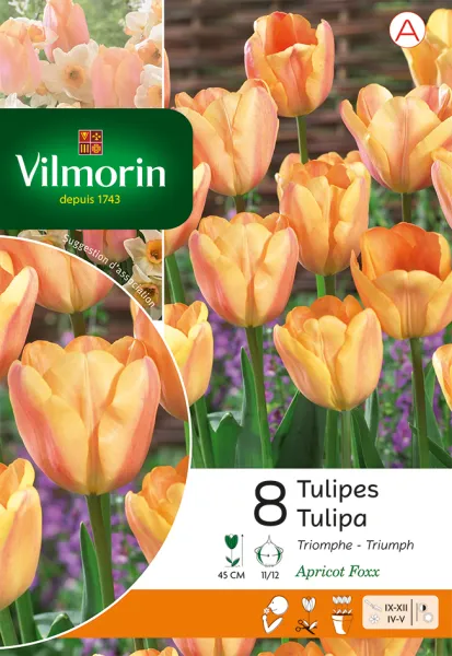 Bulbes à fleurs à planter à l'automne - Tulipe Apricot Foxx (x8) - PACKAGING_RECTO