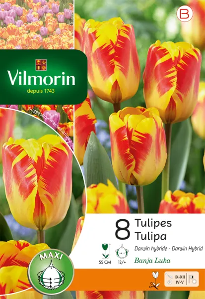 Bulbes à fleurs à planter à l'automne - Tulipe Banja Luka (x8) - PACKAGING_RECTO