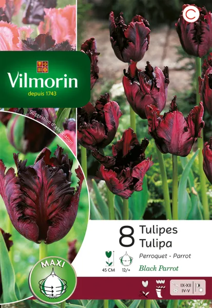 Bulbes à fleurs à planter à l'automne - Tulipe Black Parrot (x8) - PACKAGING_RECTO