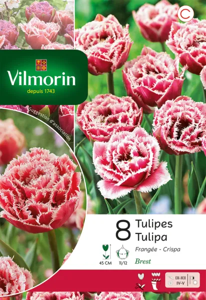 Bulbes à fleurs à planter à l'automne - Tulipe Brest (x8) - PACKAGING_RECTO