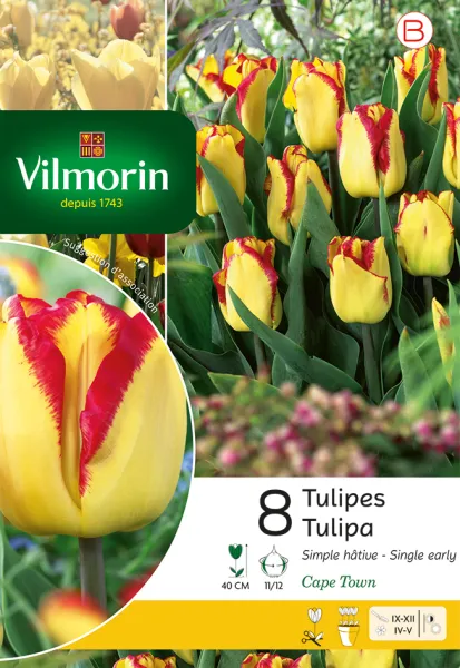 Bulbes à fleurs à planter à l'automne - Tulipe Cape Town (x8) - PACKAGING_RECTO