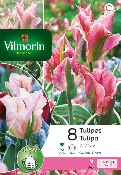 Bulbes à fleurs à planter à l'automne - Tulipe Viridiflora China Town (x8) - PACKAGING_RECTO
