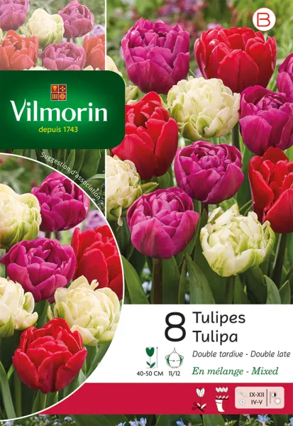 Bulbes à fleurs à planter à l'automne - Tulipe Double Tardive en Mélange (x8) - face recto