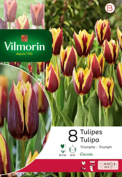 Bulbes à fleurs à planter à l'automne - Tulipe Triomphe Gavota (x8) - PACKAGING_RECTO