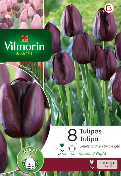 Bulbes à fleurs à planter à l'automne - Tulipe Queen of night (x8) - PACKAGING_RECTO