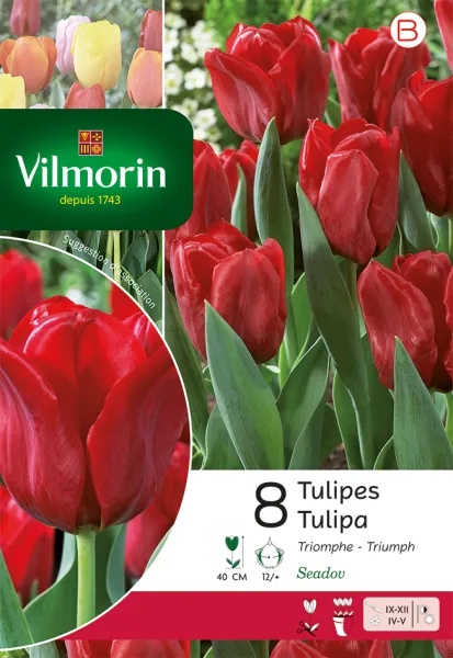 Bulbes à fleurs à planter à l'automne - Tulipe Triomphe Seadov (x8) - PACKAGING_RECTO