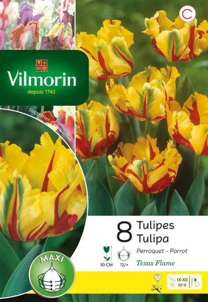Bulbes à fleurs à planter à l'automne - Tulipe Texas Flame (x8) - PACKAGING_RECTO