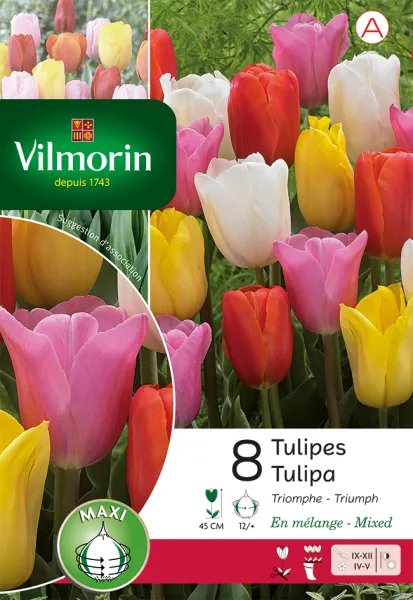 Bulbes à fleurs à planter à l'automne - Tulipe Triomphe en Mélange (x8) - PACKAGING_RECTO