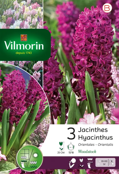 Bulbes à fleurs à planter à l'automne - Jacinthe Woodstock (x3) - PACKAGING_RECTO