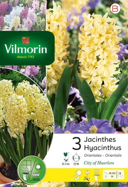 Bulbes à fleurs à planter à l'automne - Jacinthe City Of Haarlem (x3) - PACKAGING_RECTO