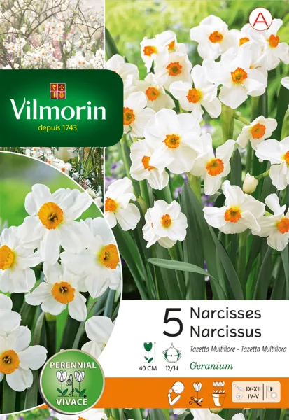 Bulbes à fleurs à planter à l'automne - Narcisse Tazetta Geranium (x5) - PACKAGING_RECTO