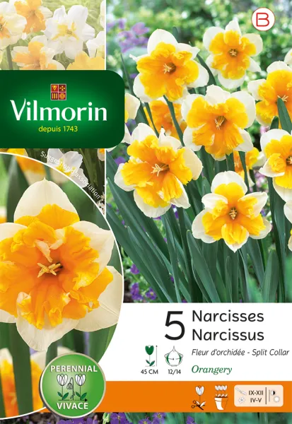 Bulbes à fleurs à planter à l'automne - Narcisse Orangery (x5) - PACKAGING_RECTO