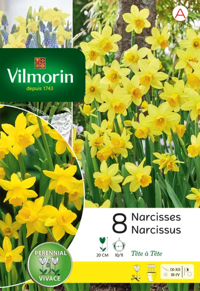 Bulbes à fleurs à planter à l'automne - Narcisse Tete A Tete (x8) - PACKAGING_RECTO