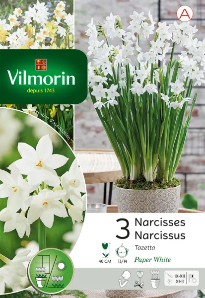 Bulbes à fleurs à planter à l'automne - Narcisse Paperwhite (x3) - PACKAGING_RECTO