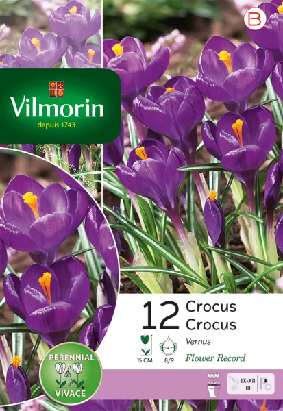 Bulbes à fleurs à planter à l'automne - Crocus Flower Record (x12) - PACKAGING_RECTO