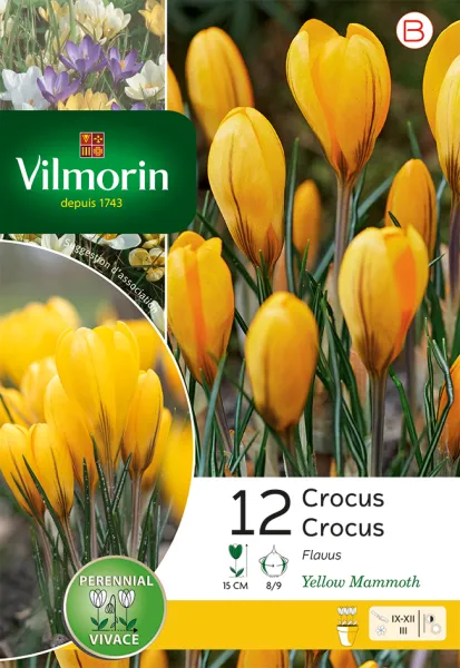 Bulbes à fleurs à planter à l'automne - Crocus Yellow Mammouth (x12) - PACKAGING_RECTO