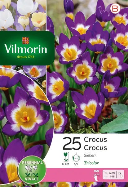 Bulbes à fleurs à planter à l'automne - Crocus Sieberi (x25) - face recto