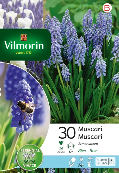 Bulbes à fleurs à planter à l'automne - Muscari Armeniacum (x30) - PACKAGING_RECTO