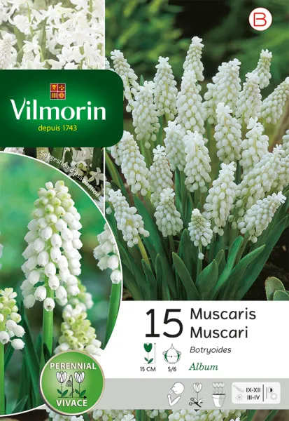 Bulbes à fleurs à planter à l'automne - Muscari Botryoides (x15) - face recto