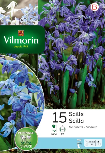 Bulbes à fleurs à planter à l'automne - Scilla Sibérie (x15) - PACKAGING_RECTO
